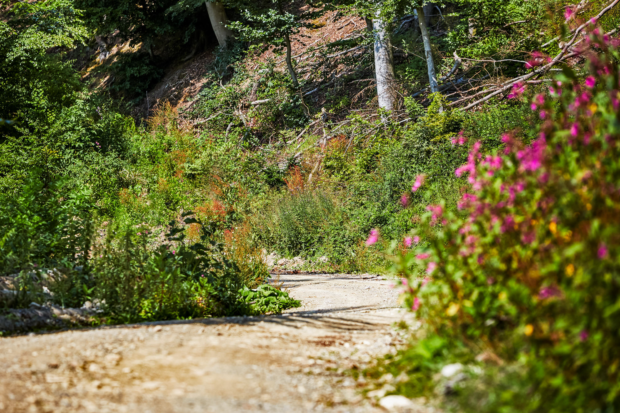 Gemeinsam erleben & Natur genießen: Kräuterwanderung der kfd Fürstenau