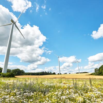 Blühwiese beim Windpark Fürstenau